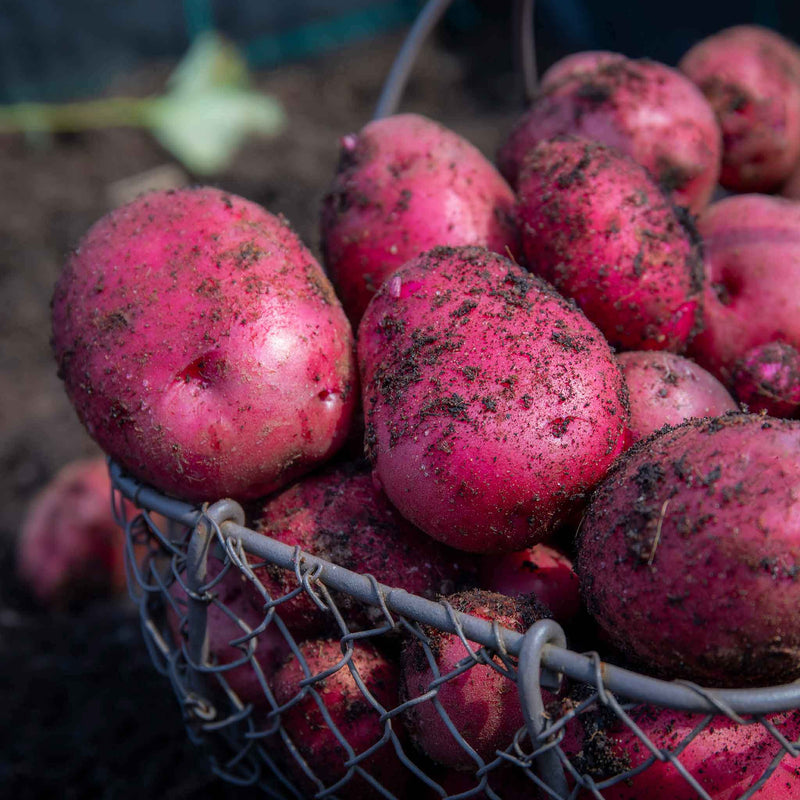 Seed Potato 'Caledonian Rose'