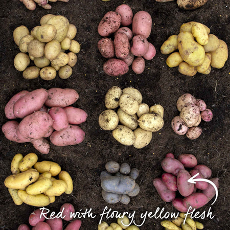 mayan rose seed potatoes Seed Potato 'Caledonian Rose'