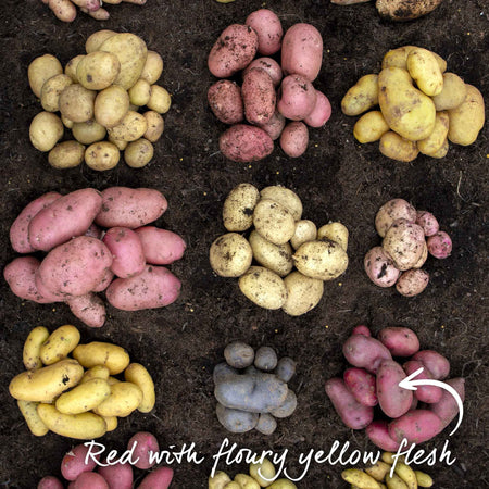 Seed Potato 'Caledonian Rose'