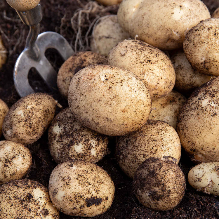 potato seeds for garden Seed Potato 'Acoustic'