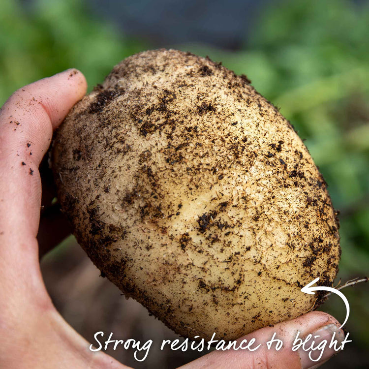 Seed Potato 'Acoustic'