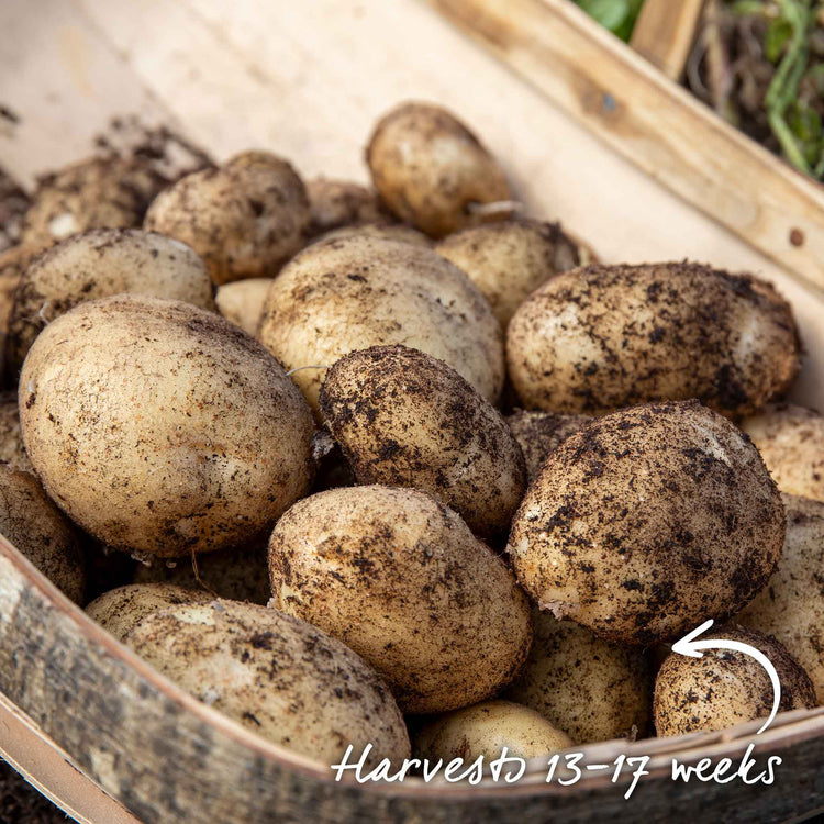 Seed Potato 'Acoustic'