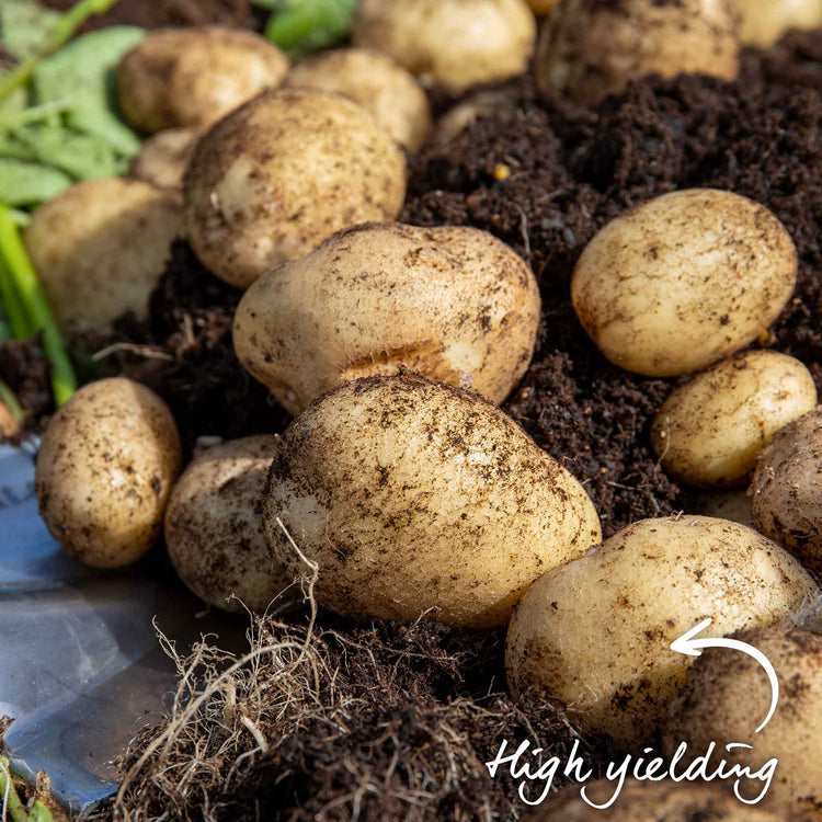 Seed Potato 'Acoustic'