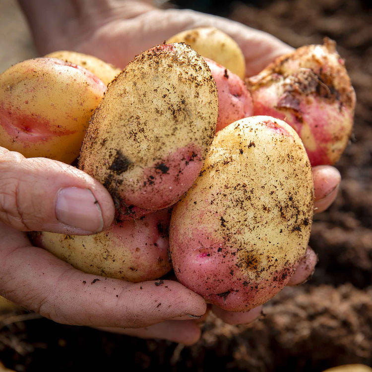 Seed Potato 'Cara'