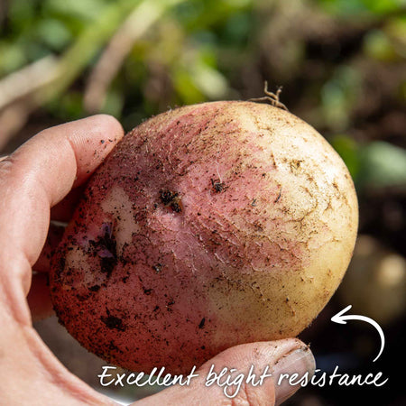 Seed Potato 'Cara'