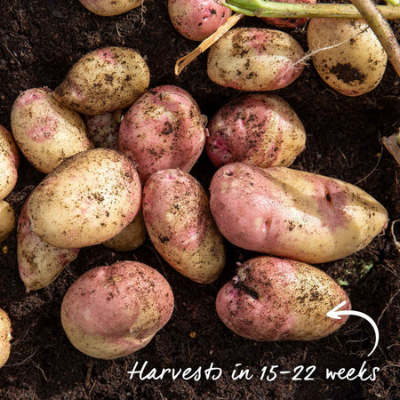 Seed Potato 'Cara'