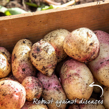 Seed Potato 'Cara'