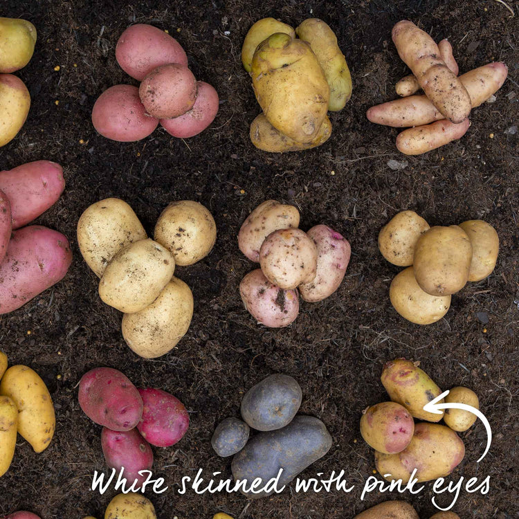 Seed Potato 'Cara'