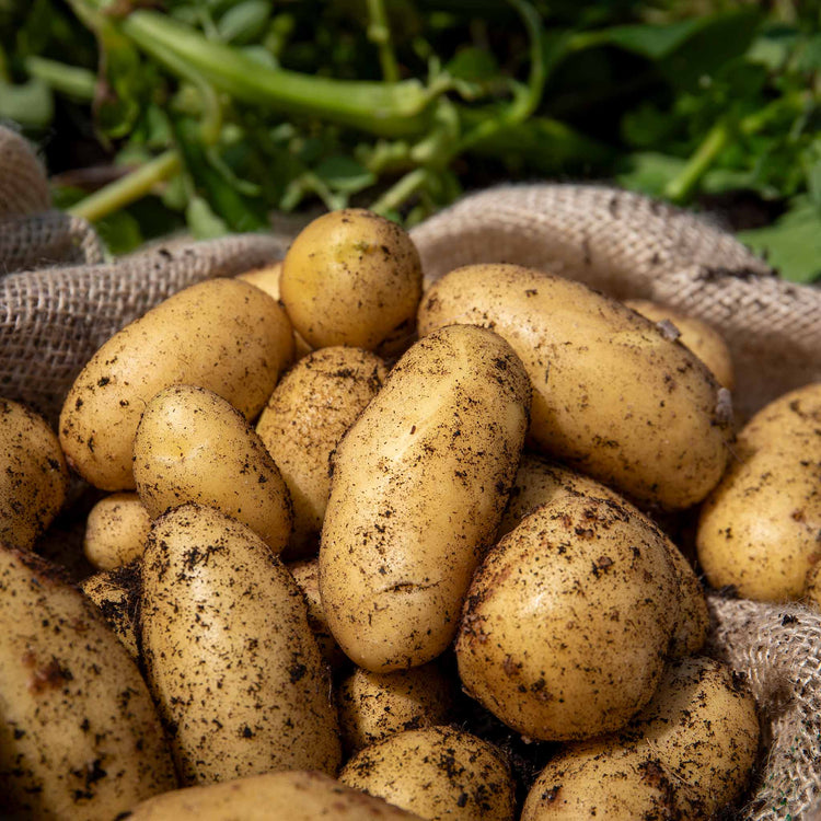 Seed Potato 'Charlotte' Christmas Harvest