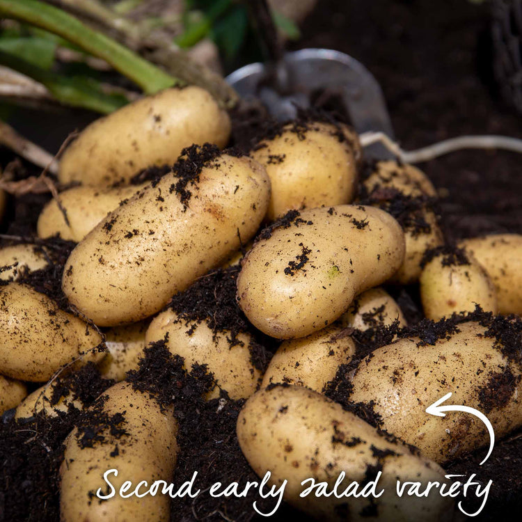 Organic Seed Potato 'Charlotte'