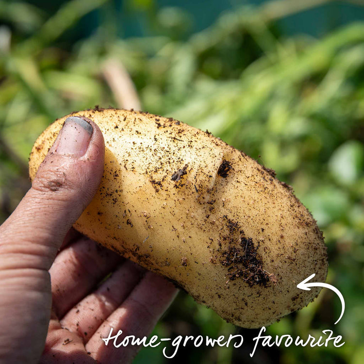 Seed Potato 'Charlotte' Christmas Harvest