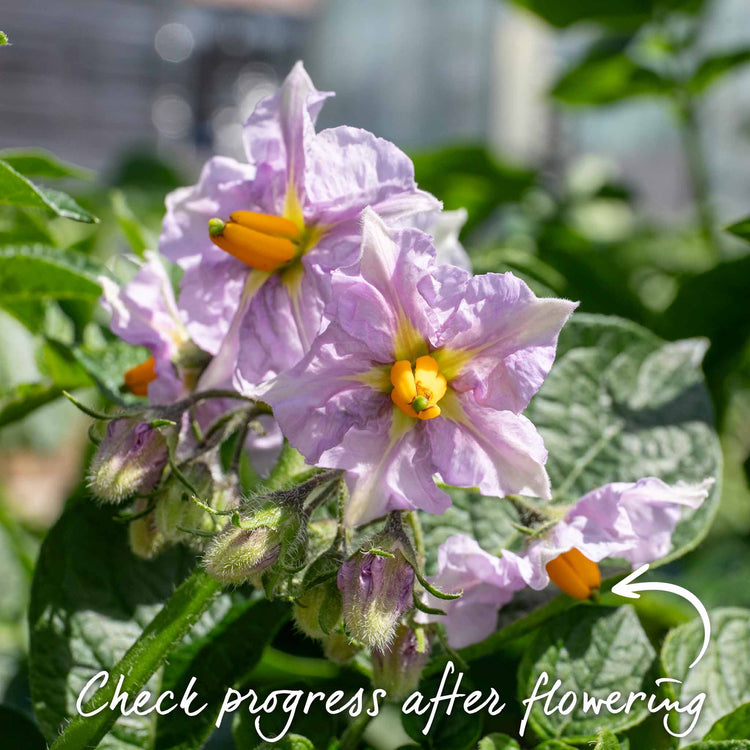 Seed Potato 'Charlotte' Christmas Harvest