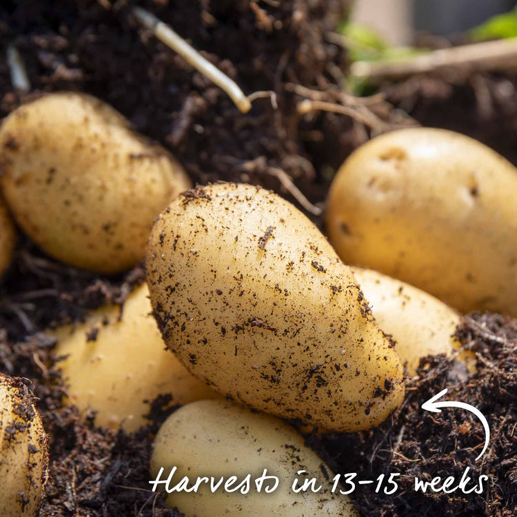 Seed Potato 'Charlotte' Christmas Harvest