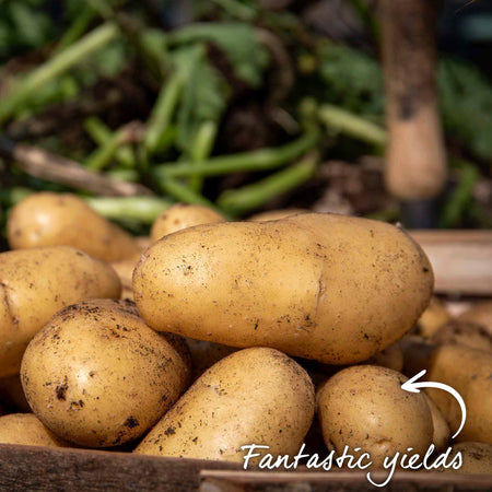 Seed Potato 'Charlotte' Christmas Harvest