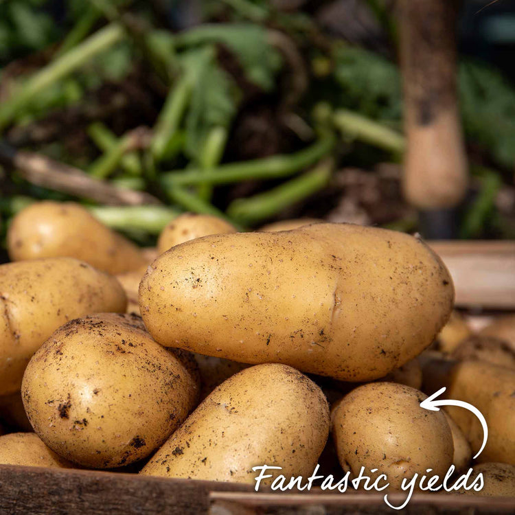 Seed Potato 'Charlotte' Christmas Harvest