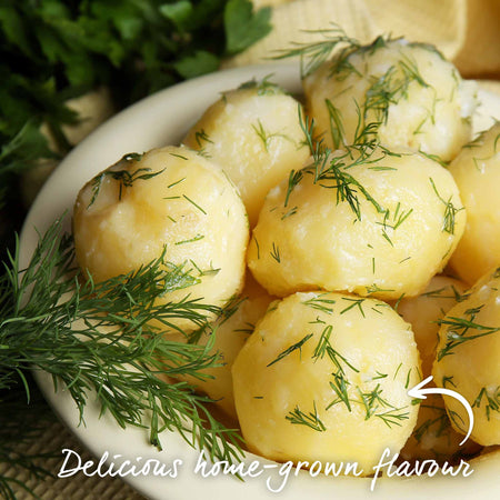 Seed Potato 'Charlotte' Christmas Harvest