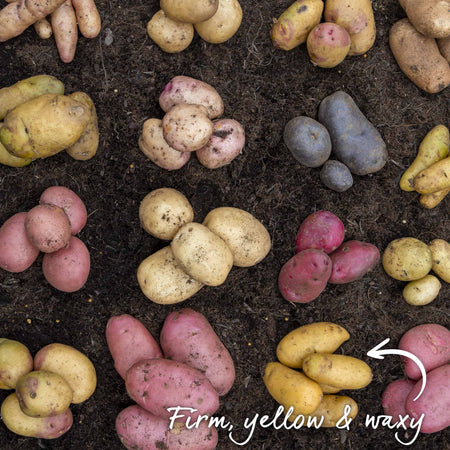 Seed Potato 'Charlotte' Christmas Harvest