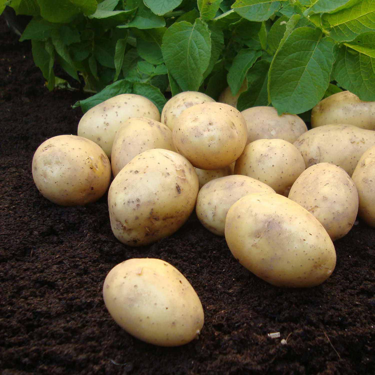 Seed Potato 'Duke of York' 1kg Buy Seed Potatoes Online Seed