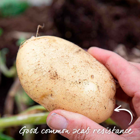 Seed Potato 'Foremost'