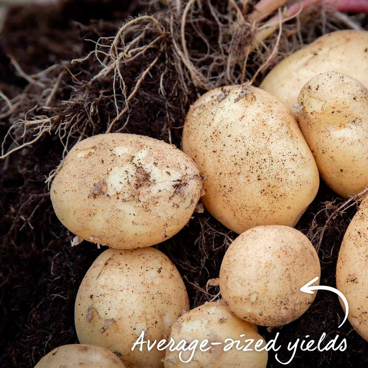 Seed Potato 'Foremost'