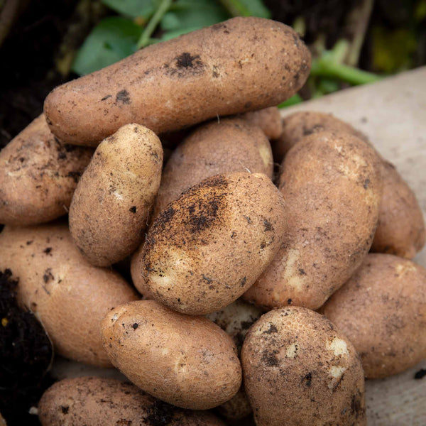 Seed Potato 'Golden Wonder'