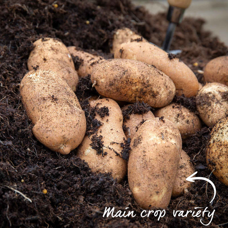 Seed Potato 'Golden Wonder'