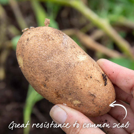 Seed Potato 'Golden Wonder'