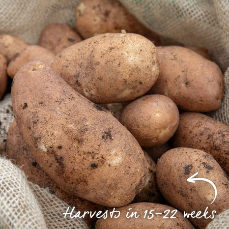 Seed Potato 'Golden Wonder'