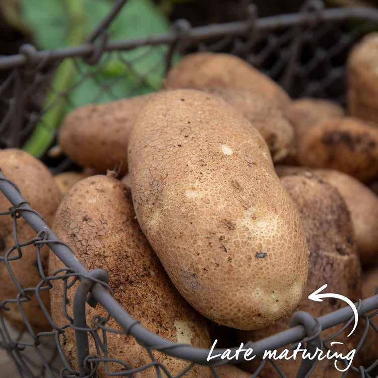 Seed Potato 'Golden Wonder'