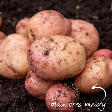 Seed Potato 'Kerrs Pink'