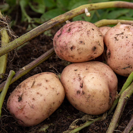 Seed Potato 'Artisan Collection'