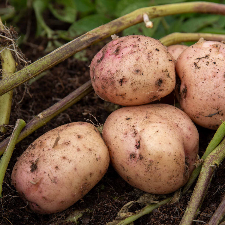 Seed Potato 'Artisan Collection'
