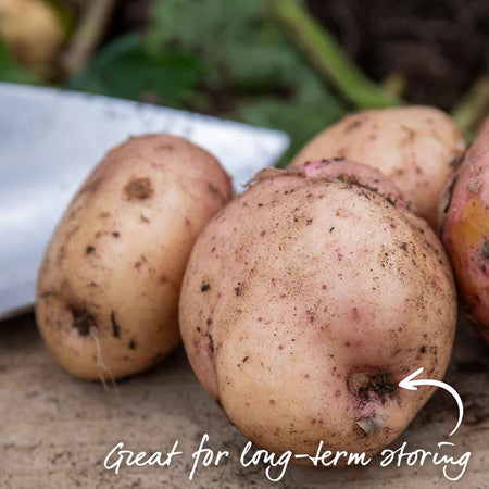 Seed Potato 'Kerrs Pink'