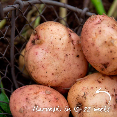 Seed Potato 'Kerrs Pink'