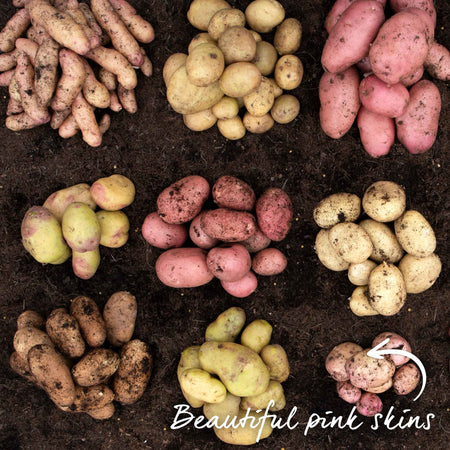 Seed Potato 'Kerrs Pink'