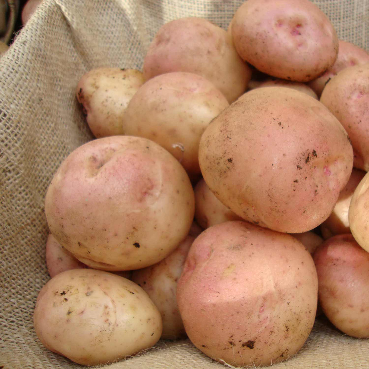 Seed Potato 'Kerrs Pink' 1kg Buy Seed Potatoes Online Seed