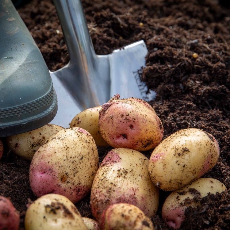 Seed Potato 'Kestrel'