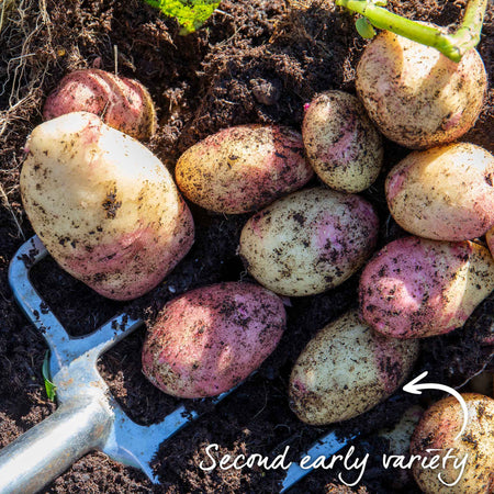 Seed Potato 'Kestrel'