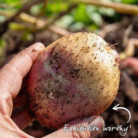 Seed Potato 'Kestrel'