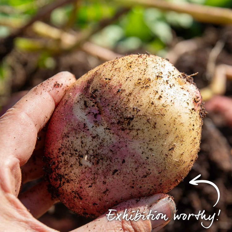 Seed Potato 'Kestrel'