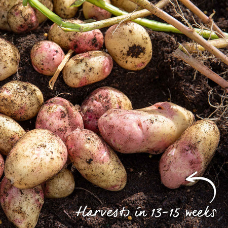 Seed Potato 'Kestrel'