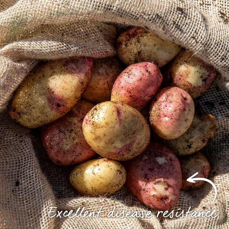 Seed Potato 'Kestrel'