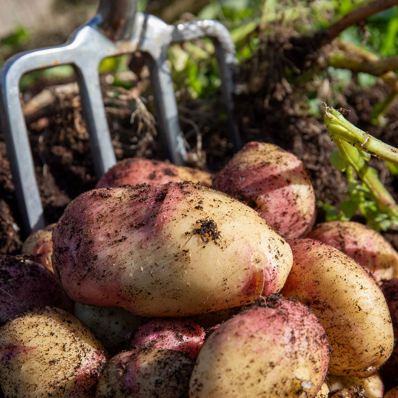 Seed Potato 'King Edward'