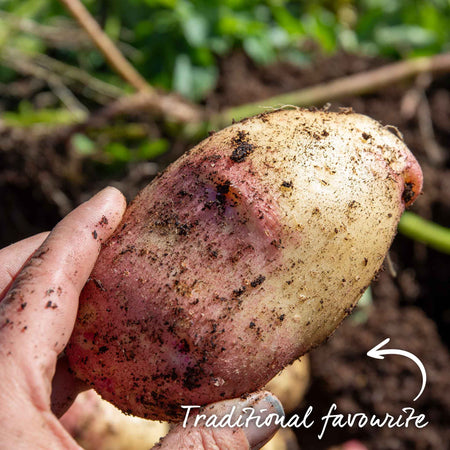 Seed Potato 'King Edward'