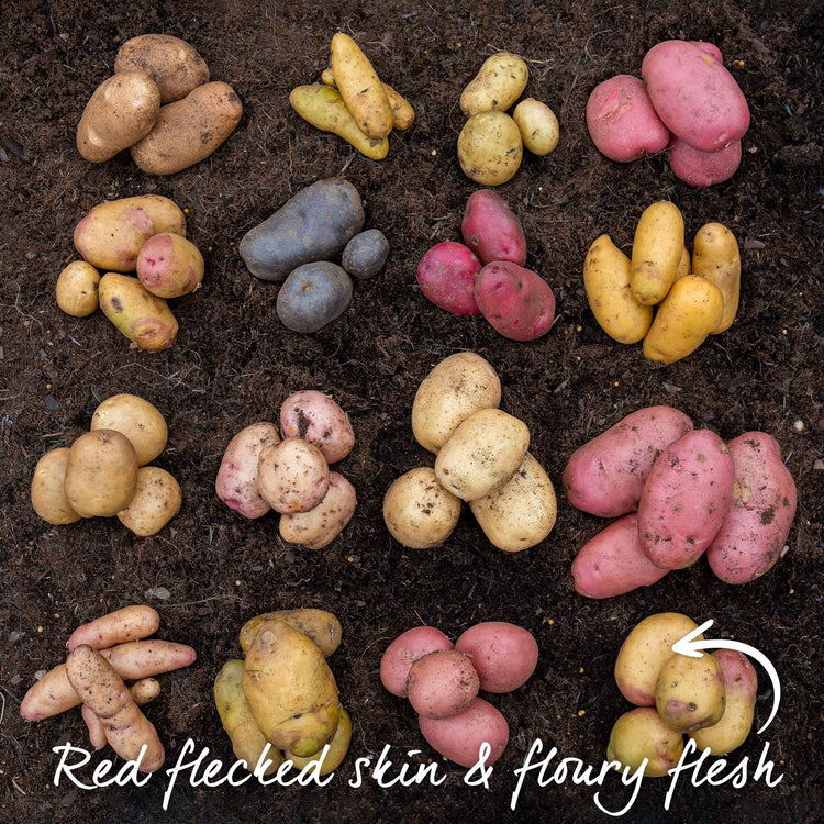 Seed Potato 'King Edward'