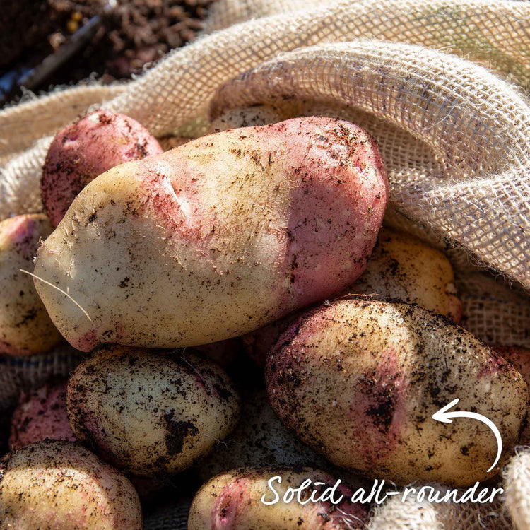 Seed Potato 'King Edward'