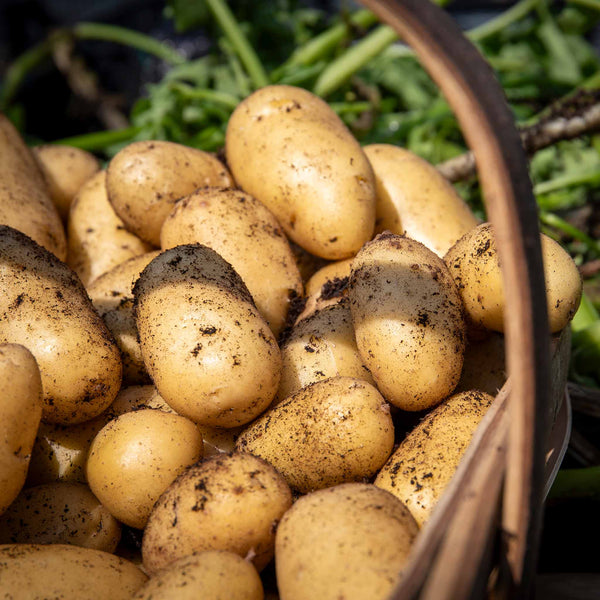 Seed Potato 'Lady Christl'