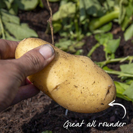 Seed Potato 'Lady Christl'