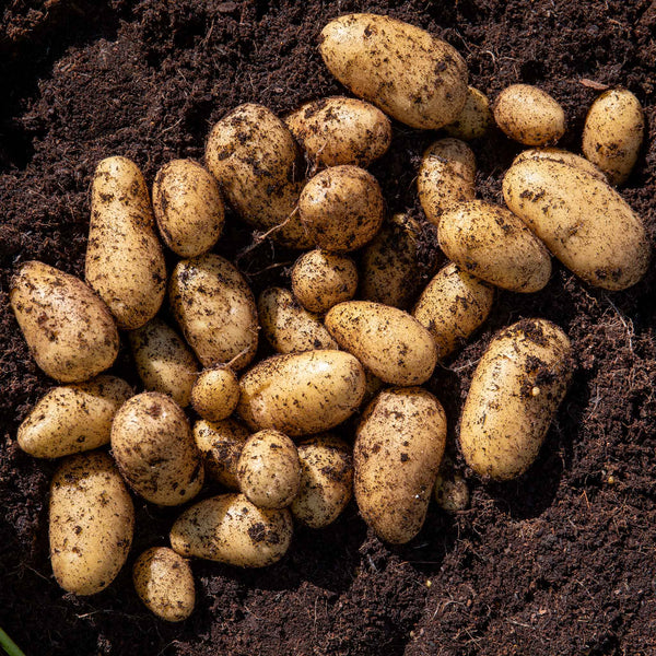 Seed Potato 'Maris Bard'