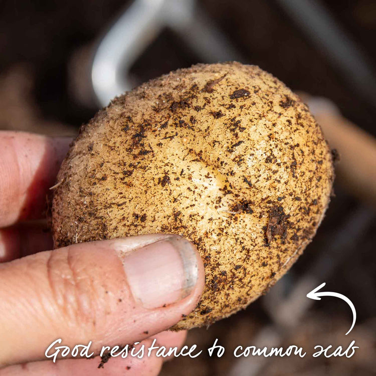 Seed Potato 'Maris Bard'